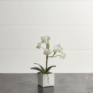 Crate&Barrel Potted 蘭花人造盆栽 S